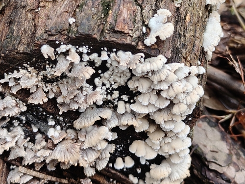 splitgill mushroom