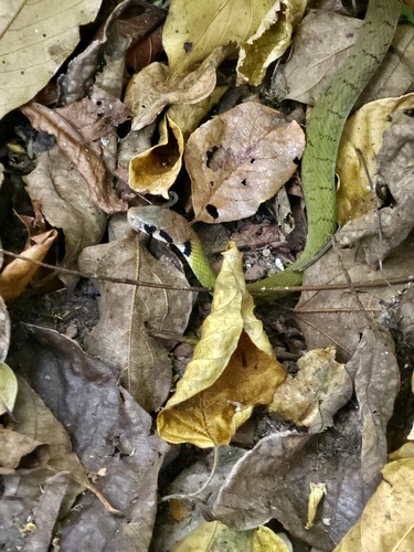 Banded Keelback