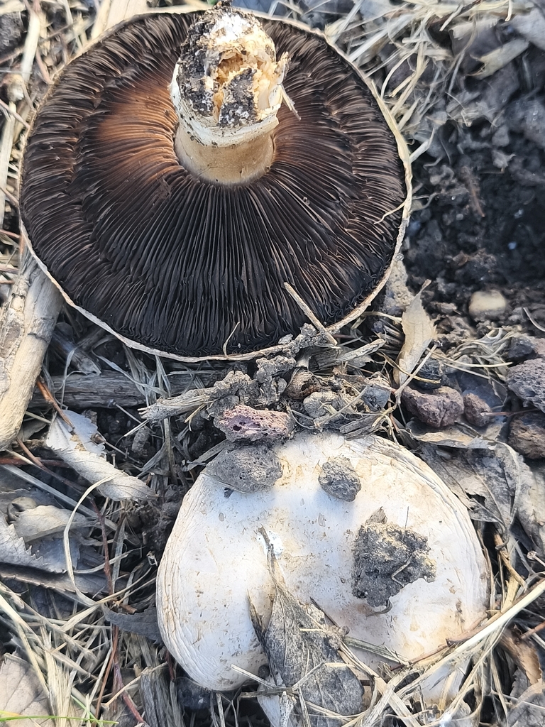 Agaricus bitorquis · February 2026 · photo: © mycototor (iNaturalist, cc-by)