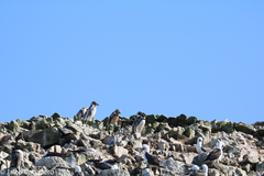 Spheniscus humboldti