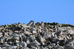 Spheniscus humboldti