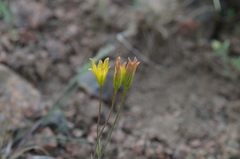 Gagea chomutovae