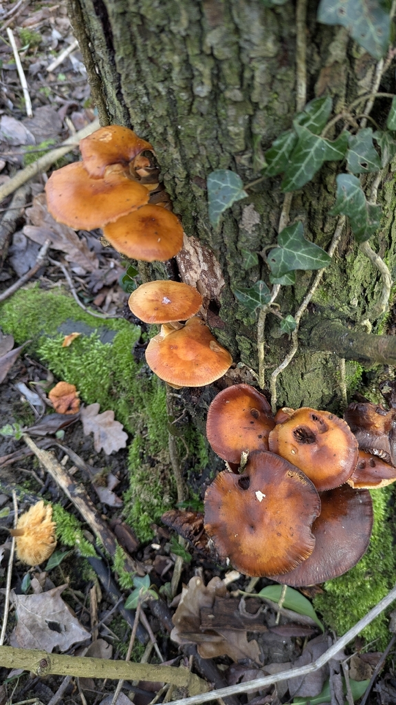 Flammulina · February 2026 · photo: © vetch10 (iNaturalist, cc-by)