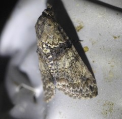 Lophoptera hemithyris