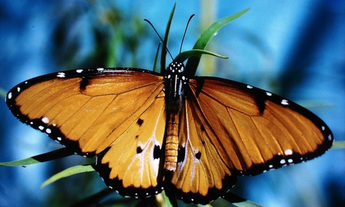 Plain Tiger Butterfly