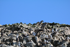 Spheniscus humboldti