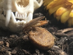 Blattodea