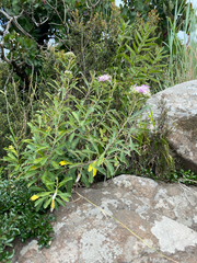 Gymnanthemum corymbosum, photograph (c) Sunčana Bradley, some rights reserved (CC BY)