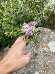 Gymnanthemum corymbosum, photograph (c) Sunčana Bradley, some rights reserved (CC BY)