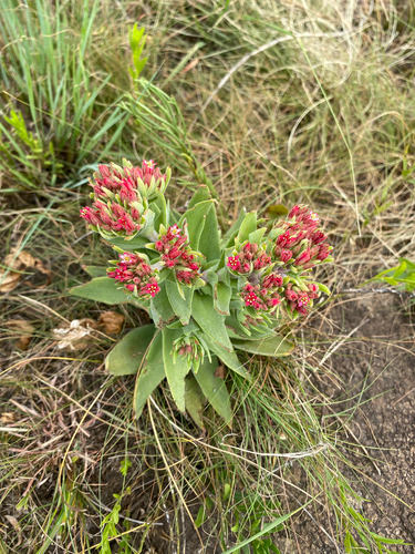 grassland red crassula (Crassula alba)