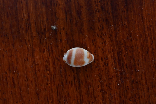 Bistolida ursellus observed 2026-02-17