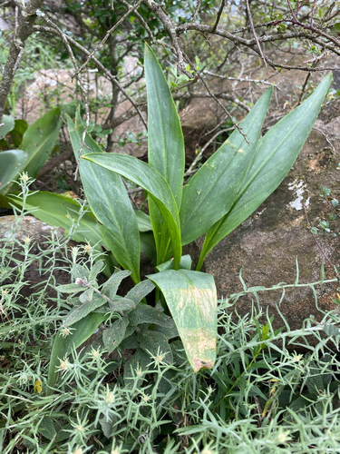 Pink Arum (Zantedeschia rehmannii)