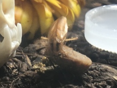 Blattodea