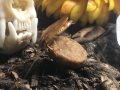 Blattodea