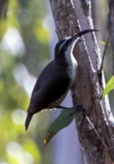 Ptiloris paradiseus