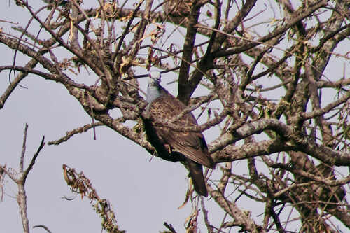 iNaturalist image