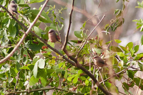 iNaturalist image