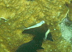 Heniochus varius