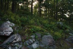 Aureolaria pedicularia