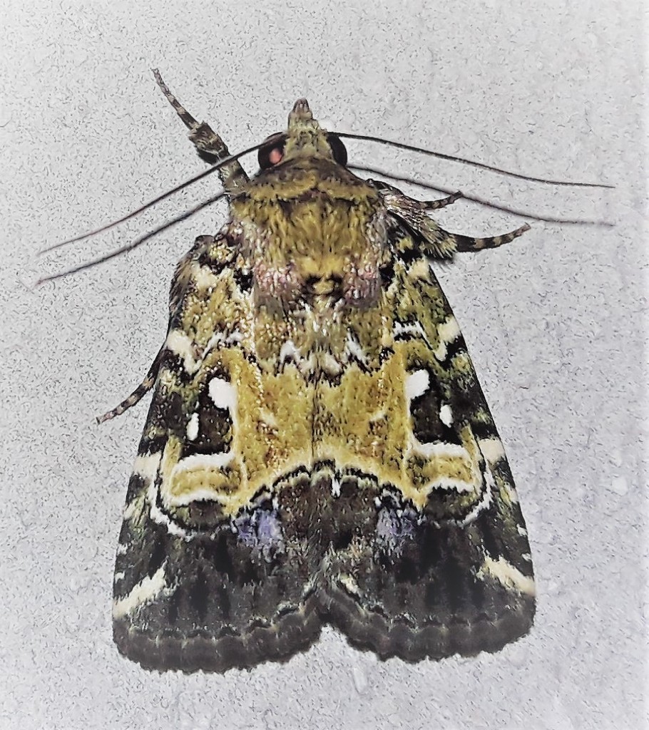 Elaphria marmorata