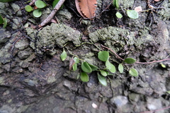 Lepisorus carnosus, photograph 王天明, CC BY, iNaturalist via GBIF