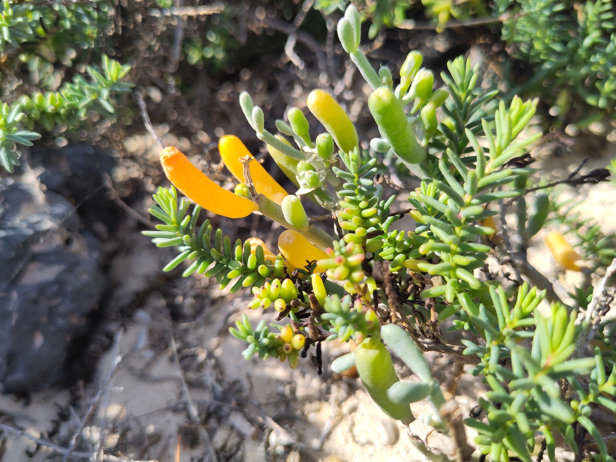 Uva de mar común