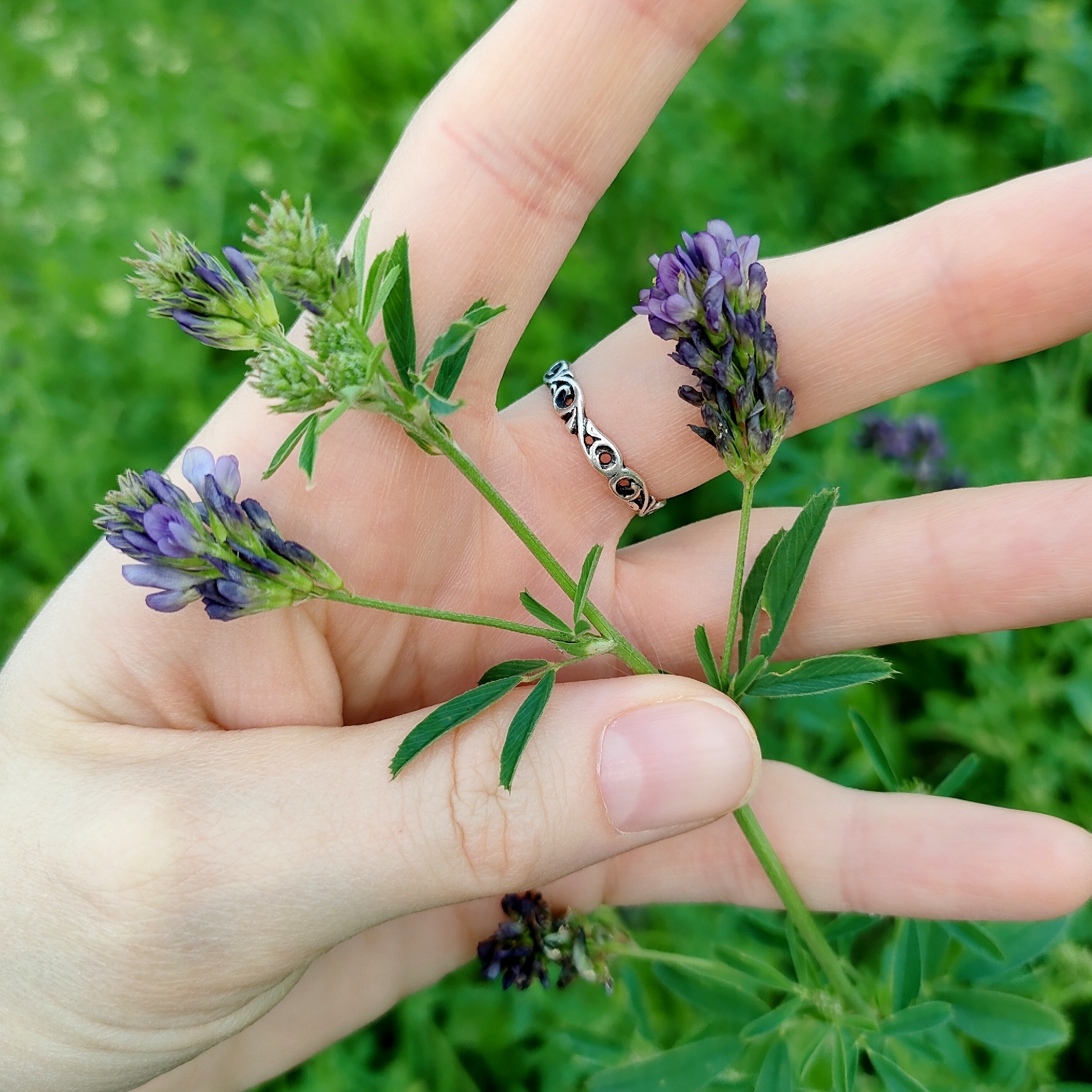 Sand Lucerne (Medicago ×)