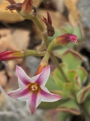 Adromischus caryophyllaceus