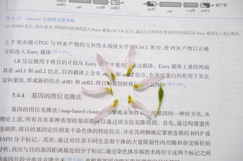 Amana erythronioides (Amana erythronioides)
