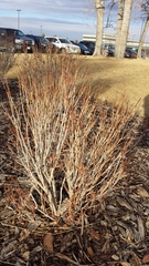 Syringa meyeri