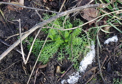 Tripleurospermum inodorum