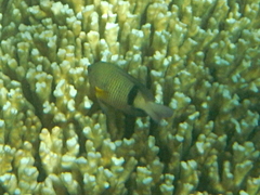 Plectroglyphidodon dickii