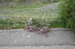 Prunus prostrata concolor
