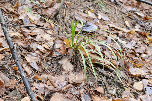 Cymbidium faberi