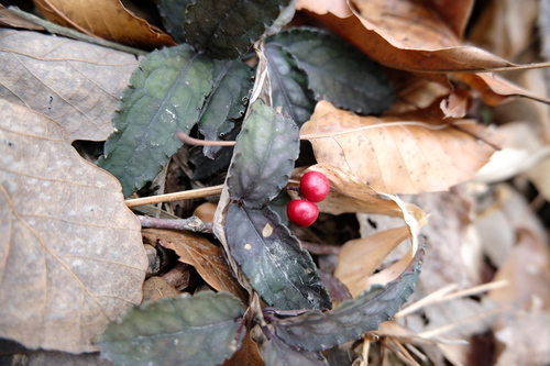 Ardisia violacea, photograph 2