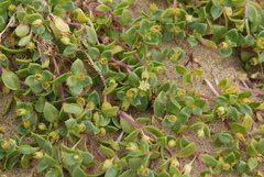 Honckenya peploides major