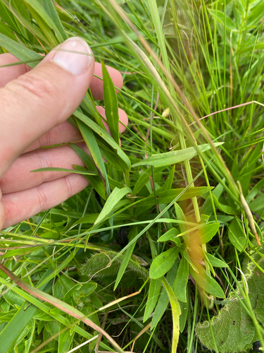 Callilepis laureola, photograph 2