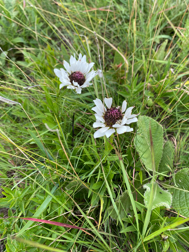 Oxeye Daisy (Callilepis laureola)