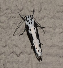 Ethmia semilugens
