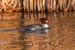 Mergus merganser americanus