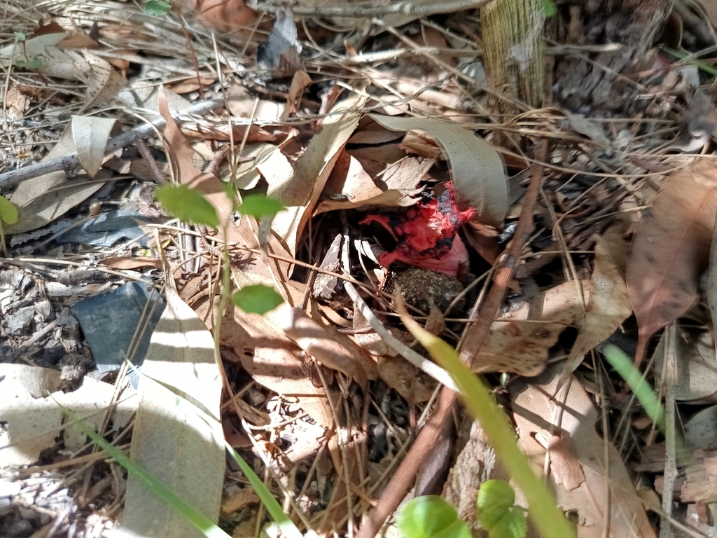 Aseroe rubra · February 2026 · photo: © carl_ramirez (iNaturalist, cc-by)