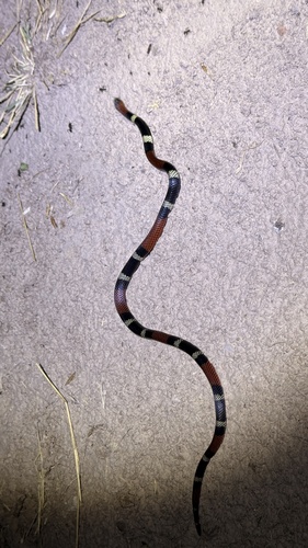Argentinian Coralsnake
