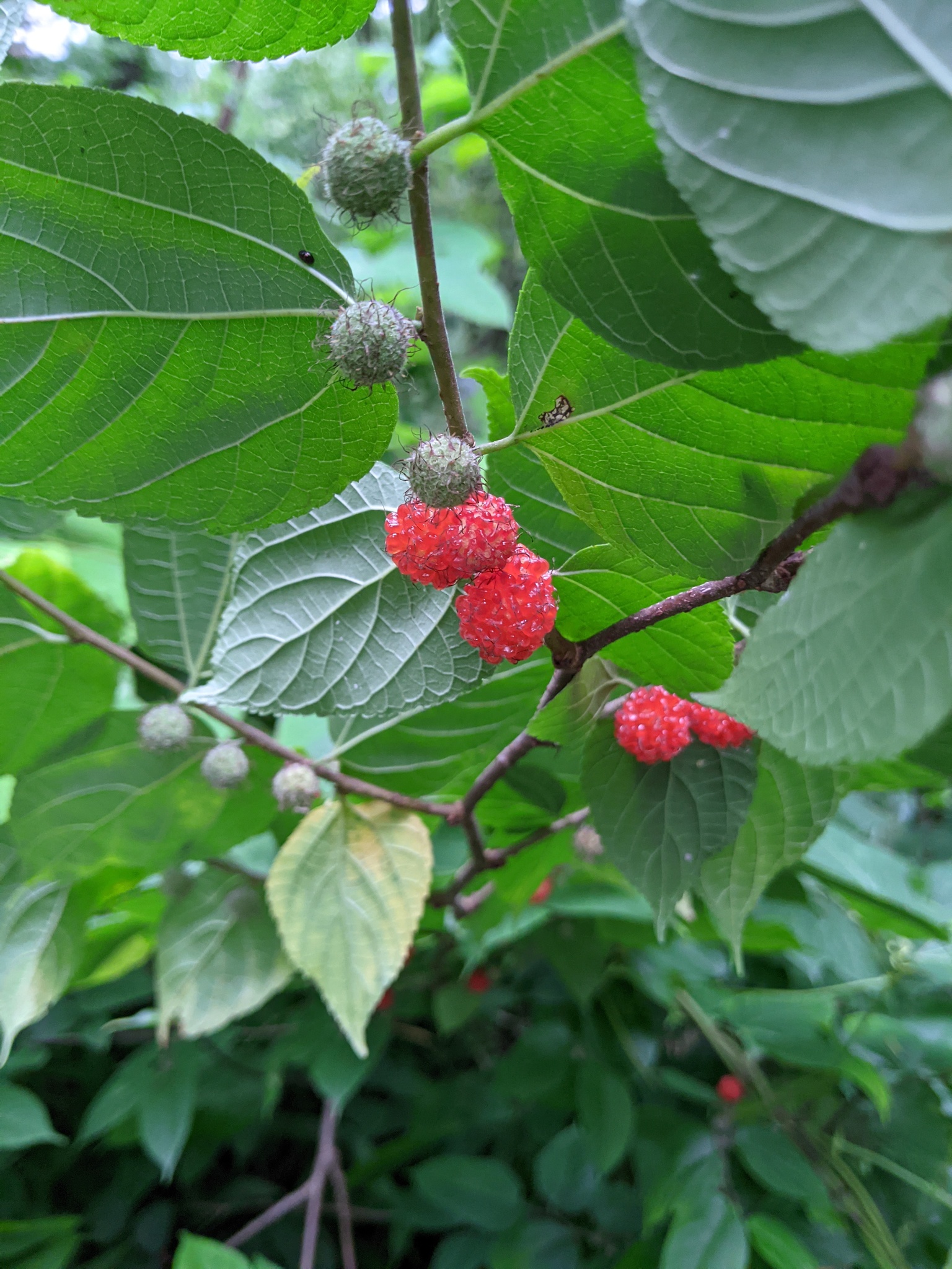 Broussonetia Monoica (Broussonetia monoica)