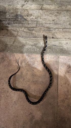 Bolivian Snail-eater
