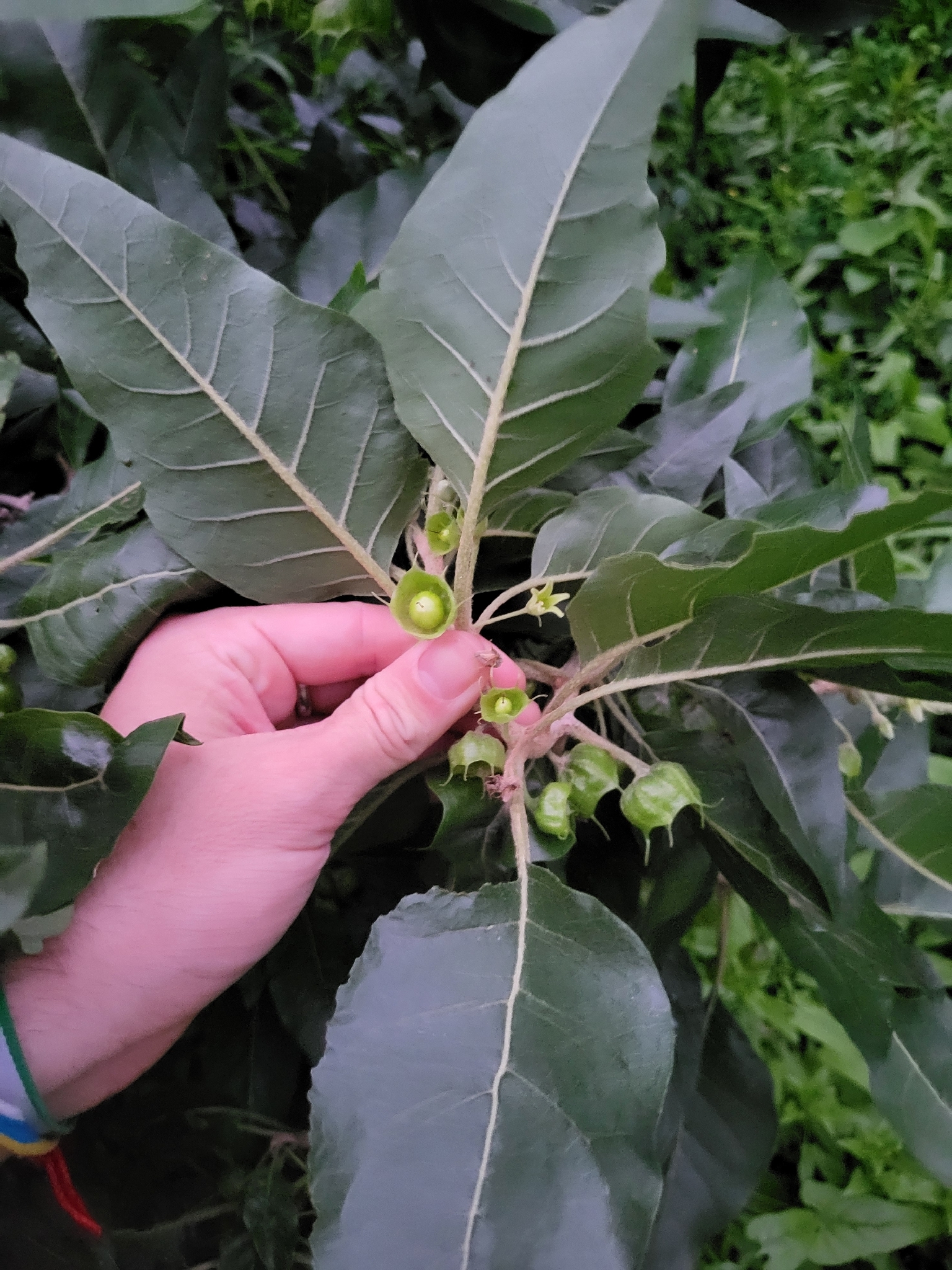 Withania Aristata (Withania aristata)