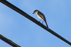 Myiarchus antillarum