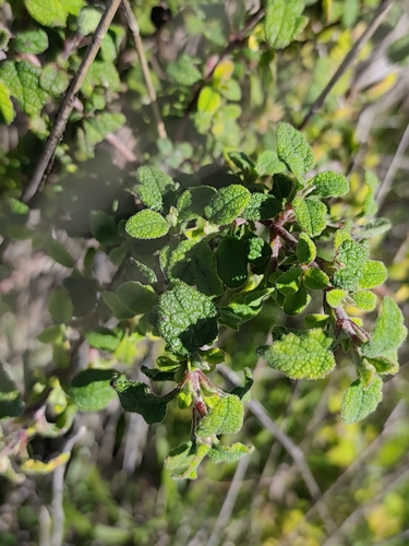Avistamiento Cistus salviifolius