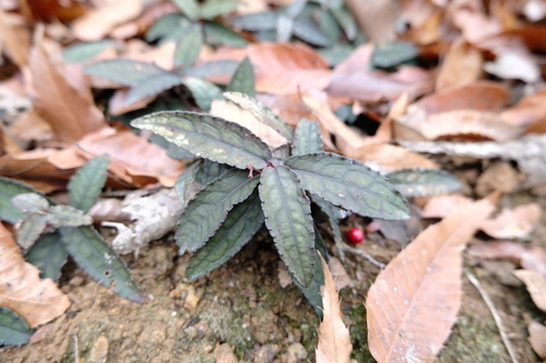 Ardisia violacea