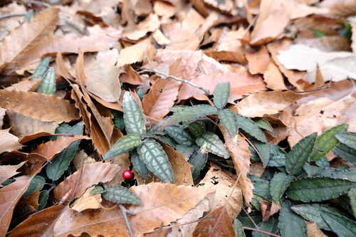 Ardisia violacea, photograph 5