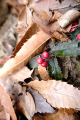 Ardisia violacea, photograph 王天明, CC BY, iNaturalist via GBIF